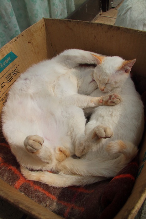 （写真:芳澤ルミ子）