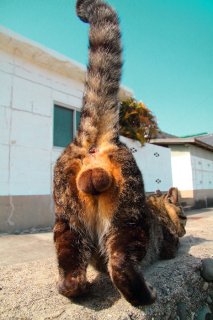 猫さま神秘のフォルム…！  奇跡の“たまたま”ポージングが尊すぎる♡