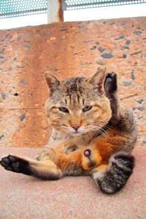 惚れてまうやろ～！猫さまの素晴らしいお姿、“たまたま”様の神対応にズキュン