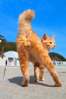 美猫が勢ぞろい！ 天才モデルに令和の王者まで♡ 癒しの“にゃんたま”の9連発