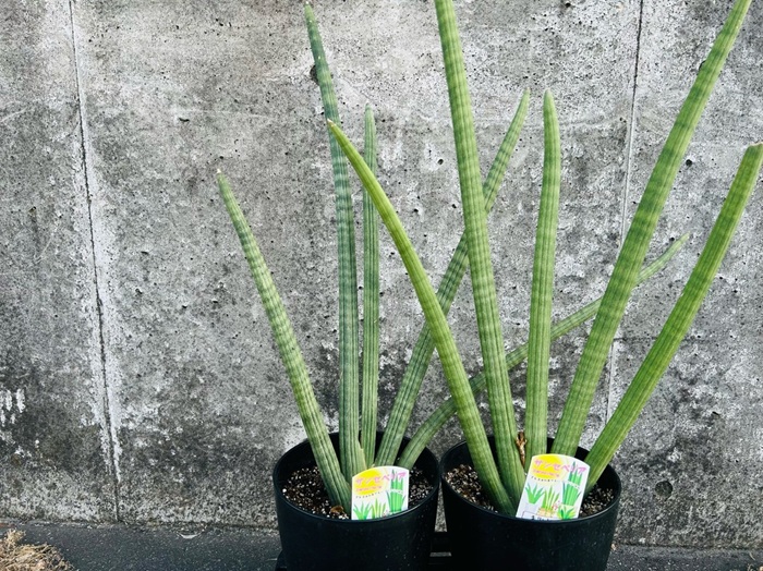 オシャレなサンスベリアはスタイリッシュで人気／無断転載禁止（C）コクハク