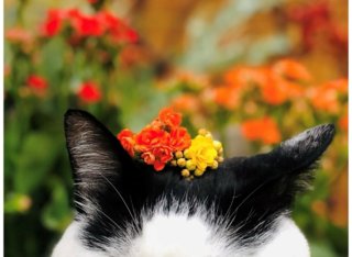 世話めんどくせっ！ズボラでも枯らさない「タフネス植物」たち。NASAが認めたスタイリッシュなツワモノも