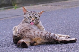 にゃんたま、悩殺の毛づくろいタイム…！「にんげんもちゃんと、整えてるか？」