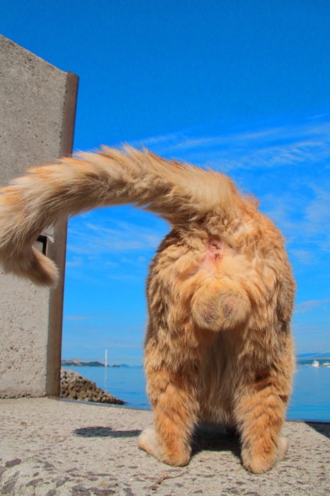 （写真:芳澤ルミ子）