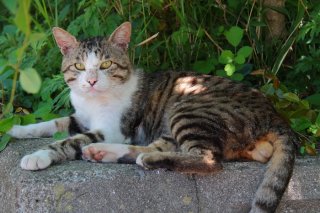 にゃんたま総長、おやつをどうぞ！ 猫族の頂点に君臨する風格はさすがです