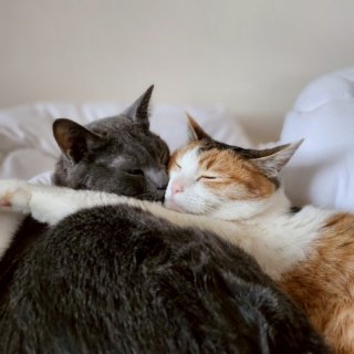 （写真：円井わんさん提供）