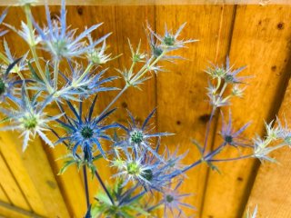 少なくとも1カ月は経っているぞ、此奴は byさぶ店長／無断転載禁止（C）コクハク