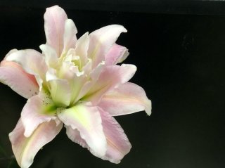 八重のユリも絶好調！ byさぶ店長／無断転載禁止（C）コクハク