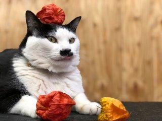 大切な“お盆”は何を供える？ 花屋がオススメする4選。ホオズキにはご先祖様を導く願いが