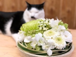 ご先祖様、おかえりなさい／無断転載禁止（C）コクハク