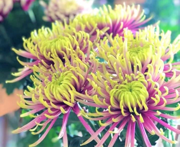 縁起が悪いなんて言わないで（写真:浅野光寿）／無断転載禁止