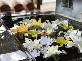 「最後の命を燃やしてるみたい」海中カメラマンの話に植物の“終わり”を思う。花が教えてくれた“命”の使い方