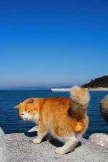 港のにゃんたま様「食い損ねたんじゃ!」お目当ての魚を探索中、“たまたま”がチラリ♪