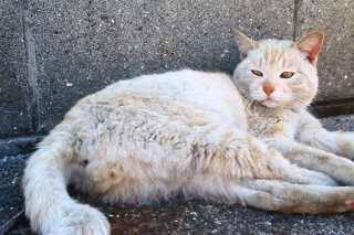 ダンディな“にゃんたま様”の色気にメロメロ♡ これはもう、ガン見です