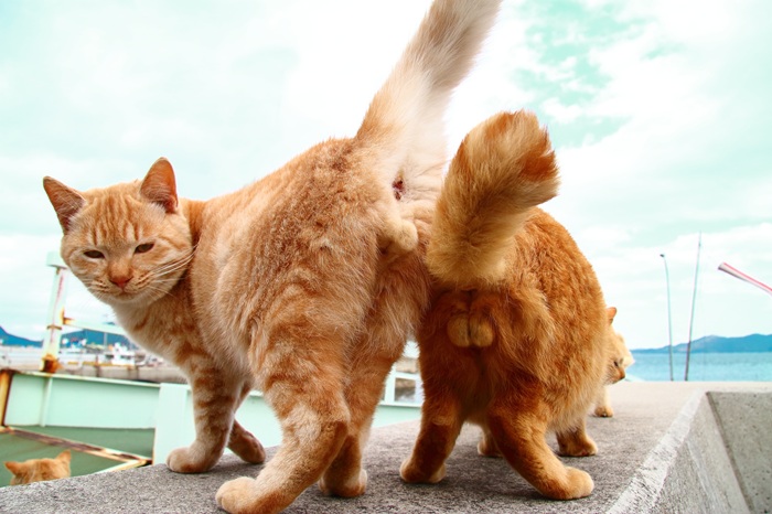 （写真:芳澤ルミ子）