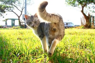 なんて可愛い“にゃんたま”!「なに見てんの?」な表情と美しいボディラインにメロメロ♡