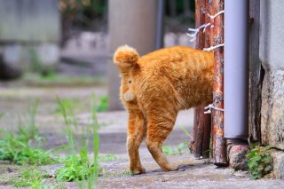 （写真:芳澤ルミ子）