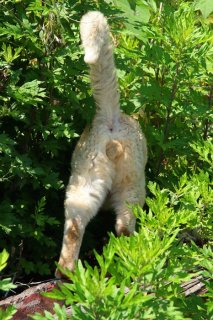 （写真:芳澤ルミ子）