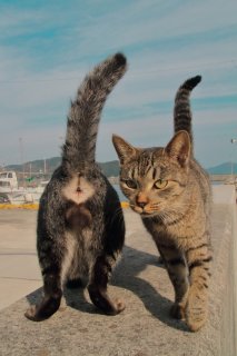 （写真:芳澤ルミ子）