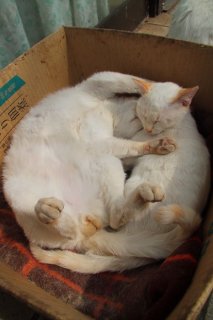 カワイイが大渋滞! “にゃんたま”の無防備な寝相、ポンポン尻尾…9連発に癒されて♡