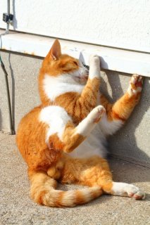 （写真:芳澤ルミ子）