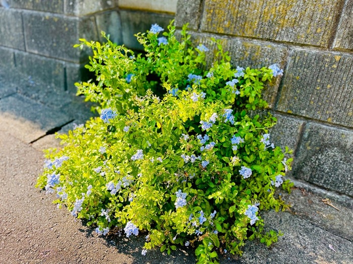  茎が落ちてそのままドブ板の隙間に根が張ったと予想／無断転載禁止（C）コクハク