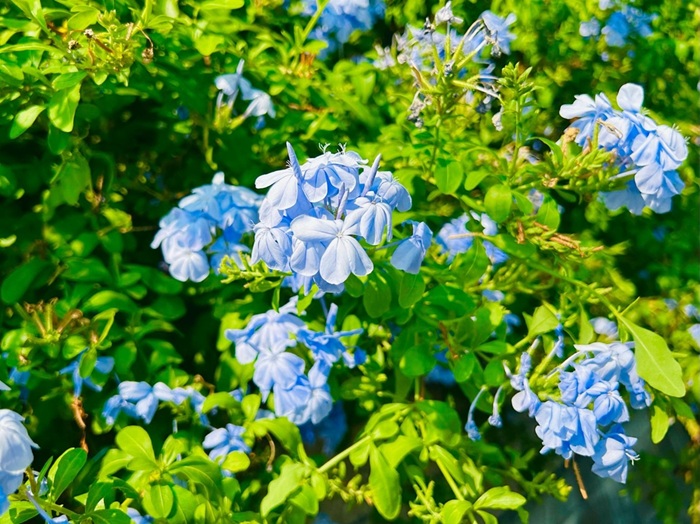 植えればご近所が見学にくるほど圧巻なお育ち／無断転載禁止（C）コクハク