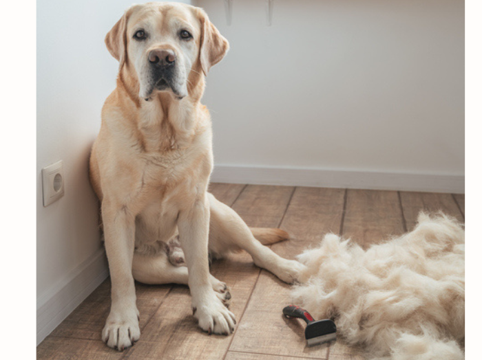 換毛期です（写真:iStock）