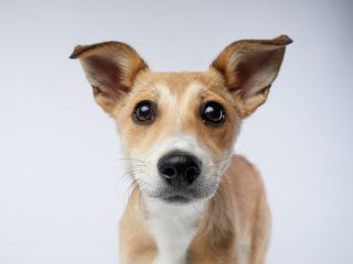 かわいいけれど（写真:iStock）