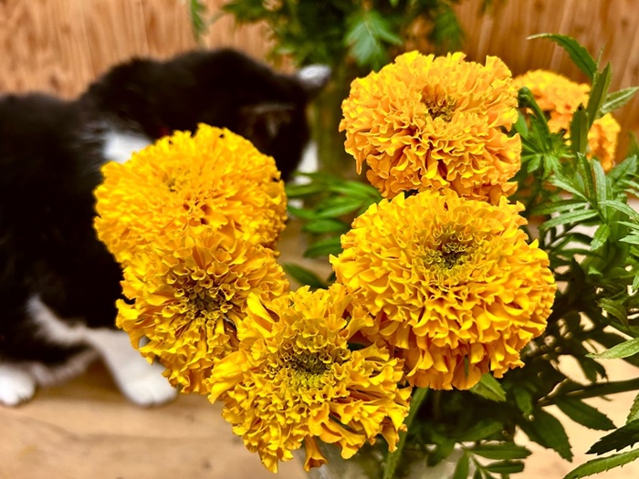 太陽みたいなお花でござんす／無断転載禁止（C）コクハク