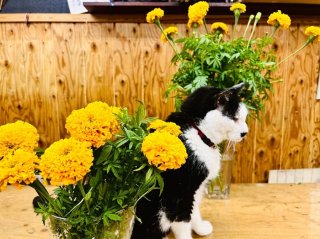 切花になると途端にオシャレに感じるのう　byさぶ店長／無断転載禁止（C）コクハク