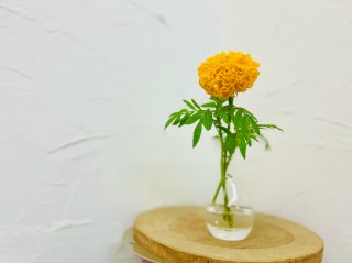 一輪挿しだとカッコ良さ極まるのう　　byさぶ店長／無断転載禁止（C）コクハク