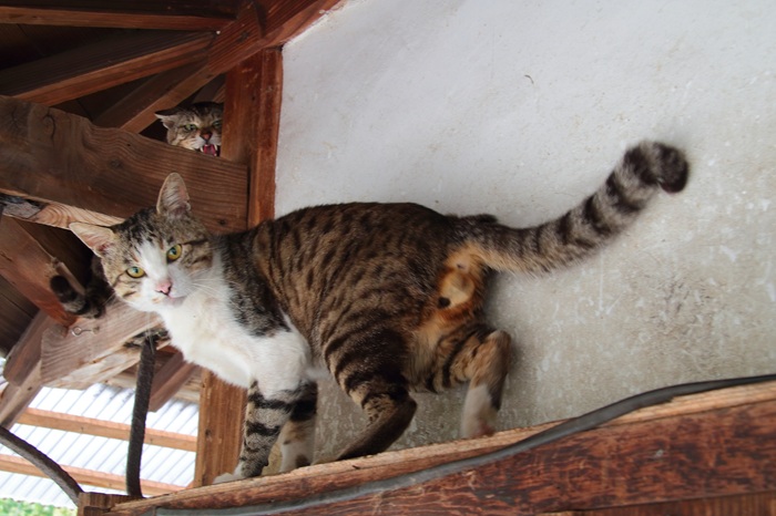 （写真:芳澤ルミ子）