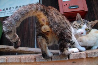 見返り猫が尊すぎる！神聖なる“たまたま”を近くで拝める幸福よ…