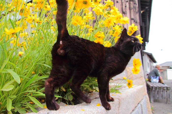 （写真:芳澤ルミ子）