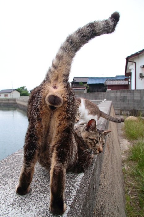 （写真:芳澤ルミ子）