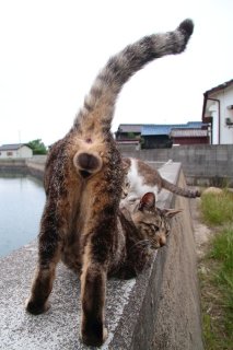 「お尻トントン、もっと~!」可愛すぎる“にゃんたま”の甘えに抗えない♡