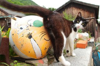 スター猫になれるかな? 夢見るハチワレ“にゃんたま”の練習風景をチラリ☆