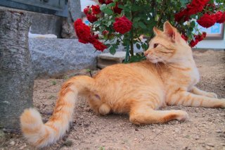 芸術の秋!美少年“にゃんたま”の曲線美と薔薇にうっとり♡ まるで絵画みたいじゃない?