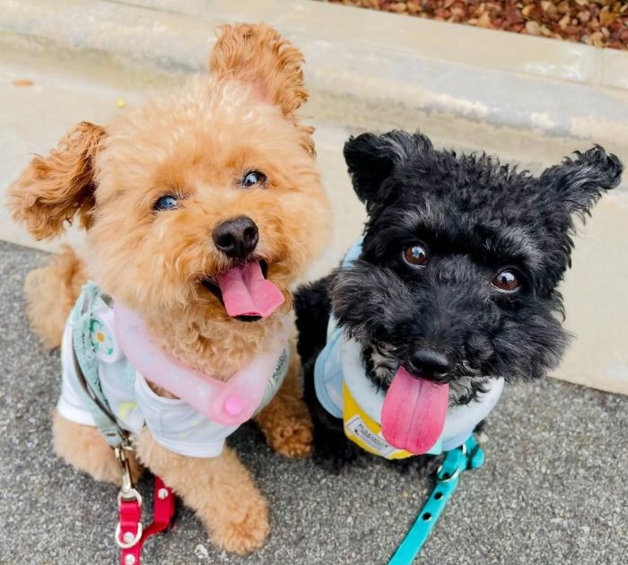 ゆかりさんの愛犬たち（写真：ゆかりさん撮影／無断転載禁止）