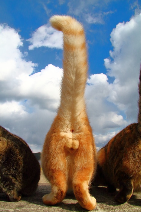 （写真:芳澤ルミ子）