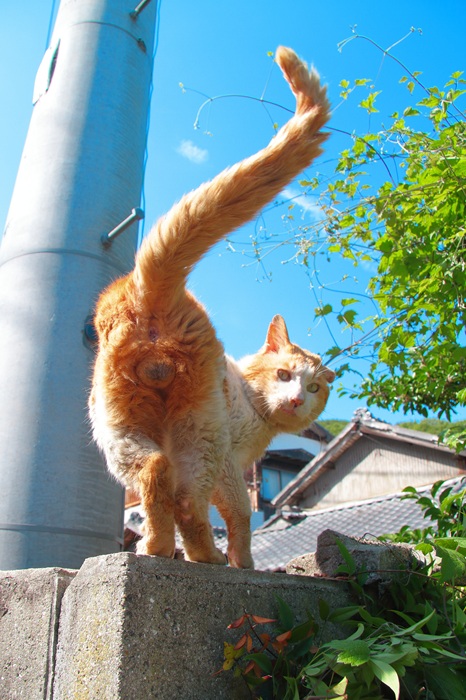 （写真:芳澤ルミ子）