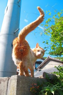 （写真:芳澤ルミ子）