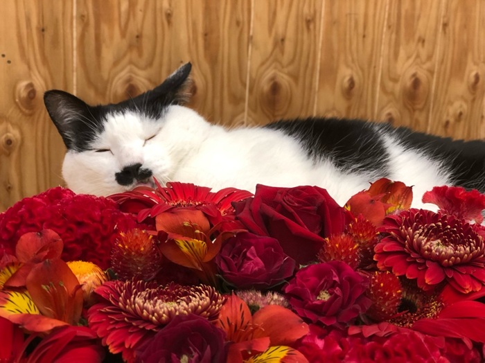 赤は邪気を焼き尽くすがワシの眠気は止まらない　by さぶ店長／無断転載禁止（C）コクハク