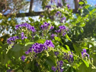 コンクリ貫通の生命力!「タカラジェンヌ」が由来の高貴なお花、寒さに弱いはずが“3度の冬”を越えたわけ
