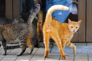 おやつにワクワク♡ 猫の尻尾がピン♪ “にゃんたま”の勝利ポーズが尊すぎる