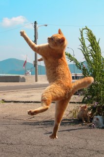 もっと高く！ジャンピング“にゃんたま”を見よ。躍動感あふれる猫から目が離せない♡