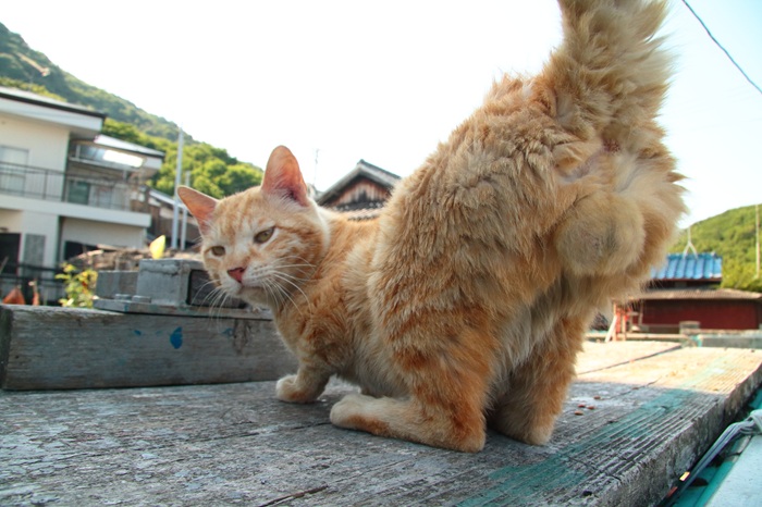 （写真:芳澤ルミ子）