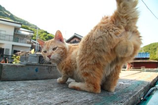 これぞ「国宝ω」 “にゃんたま”に宿る聖なるパワー、みんなに届け～！