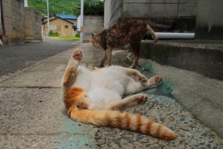 猫の“鼻チュー”させてよ～！ ずっこけ“にゃんたま”の恋は実るかな？
